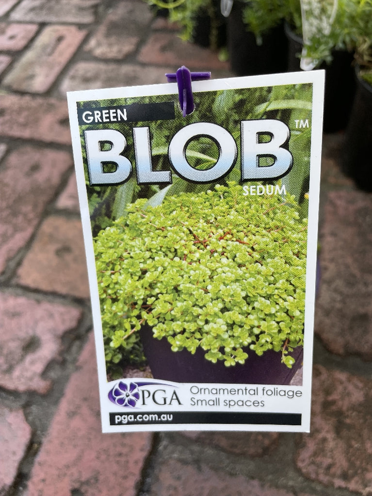 green blob succulent SEDUM GREEN BLOB 14CM PGA – Poyntons Nursery