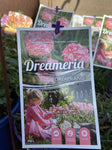 DREAMERIA DREAMLAND 14CM PGA