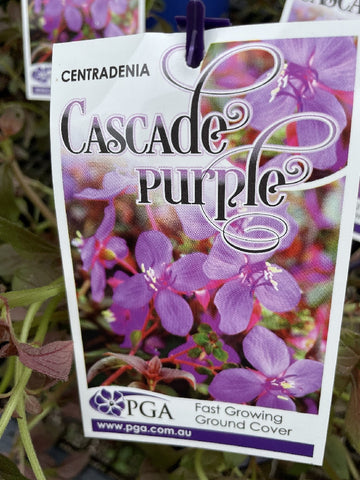 CENTRADENIA CASCADE PURPLE 14CM PGA