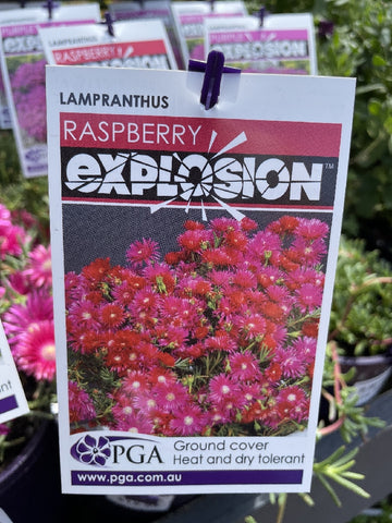LAMPRANTHUS RASPBERRY EXPLOSION 14CM PGA
