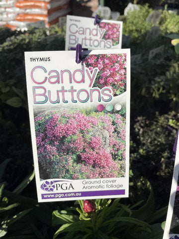 THYMUS CANDY BUTTONS 14CM PGA