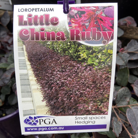 LOROPETALUM LITTLE CHINA RUBY 14CM PGA