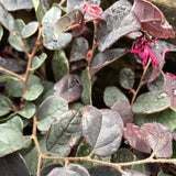 LOROPETALUM LITTLE CHINA RUBY 14CM PGA