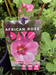 ANISODONTEA AFRICAN ROSE DAYO18CM PGA