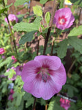 ANISODONTEA AFRICAN ROSE DAYO18CM PGA