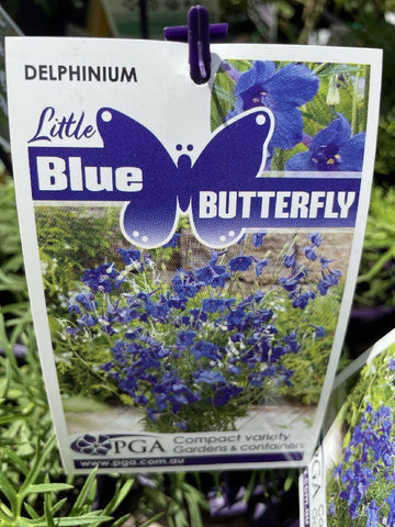 DELPHINIUM LITTLE BLUE BUTTERFLY 14CM PGA