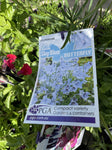 DELPHINIUM LITTLE SKY BLUE BUTTERFLY 14CM PGA