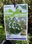 DELPHINIUM LITTLE WHITE BUTTERFLY 14CM PGA