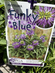 PHYTEUMA FUNKY BLUE 14CM PGA