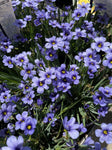 SISYRINCHIUM DEVON SKIES 14CM PGA