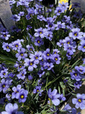 SISYRINCHIUM DEVON SKIES 14CM PGA