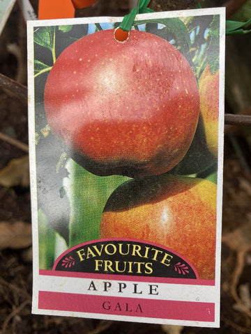 APPLE GALA BARE ROOT