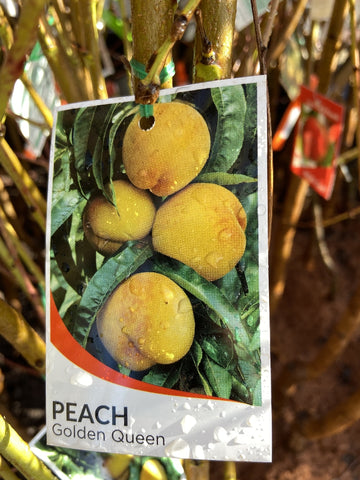 PEACH GOLDEN QUEEN BARE ROOT