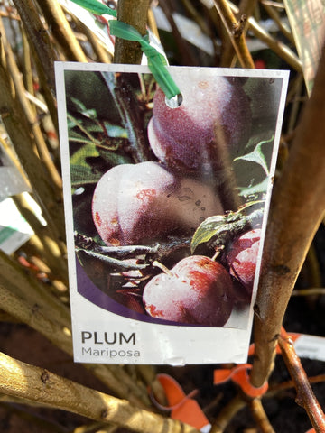 PLUM MARIPOSA BARE ROOT