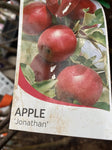 APPLE JONATHAN BARE ROOT