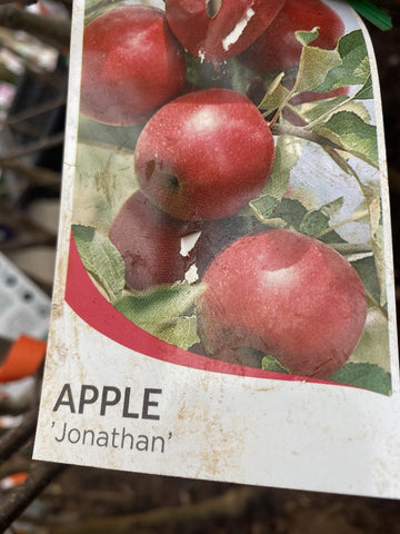 APPLE JONATHAN BARE ROOT