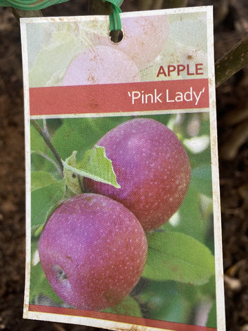 APPLE PINK LADY BARE ROOT