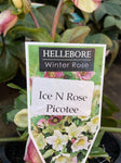 HELLEBORUS ICE N' ROSES PICOTEE 18CM
