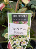 HELLEBORUS ICE N' ROSES PICOTEE 18CM