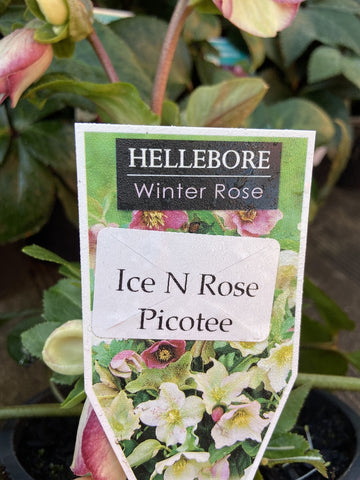 HELLEBORUS ICE N' ROSES PICOTEE 18CM