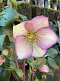 HELLEBORUS ICE N' ROSES PICOTEE 18CM