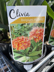 CLIVIA MINIATA BELGIUM HYBRID 1.1LIT