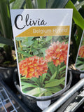 CLIVIA MINIATA BELGIUM HYBRID 1.1LIT
