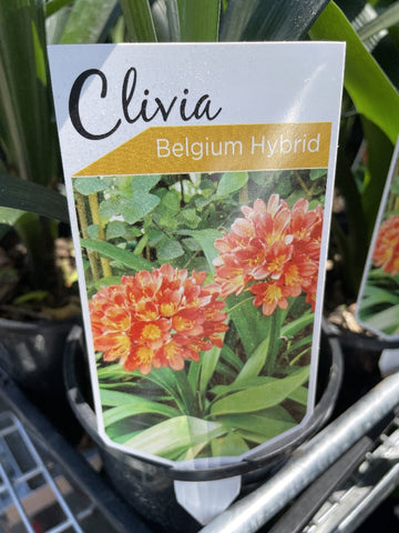 CLIVIA MINIATA BELGIUM HYBRID 1.1LIT