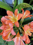 CLIVIA MINIATA BELGIUM HYBRID 1.1LIT