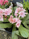 LEWISIA 14CM