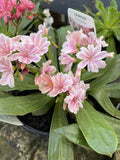 LEWISIA 14CM