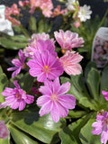 LEWISIA 14CM