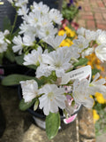 LEWISIA 14CM