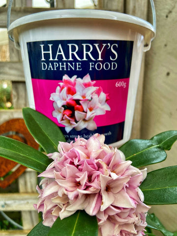 HARRY'S DAPHNE FOOD 600G